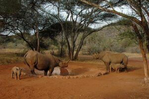 Rhinoceros tourism to be a popular activity for tourists in Tanzania
