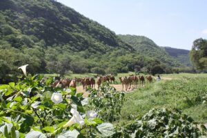Dhofar will benefit from new tourism investments