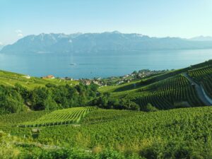 Montreux riviera seen from Lavaux vineyards