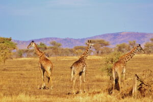 A new platform to promote East Africa to East Africans