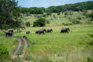 Mozambique newest Maputo National Park