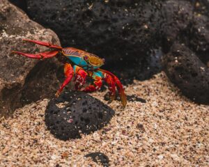 Galapagos Islands, Ecuador