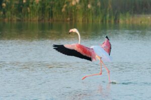 Al Wathba Lake in Abu Dhabi has a camping site