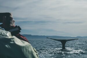 whale hunting versus watching in Iceland