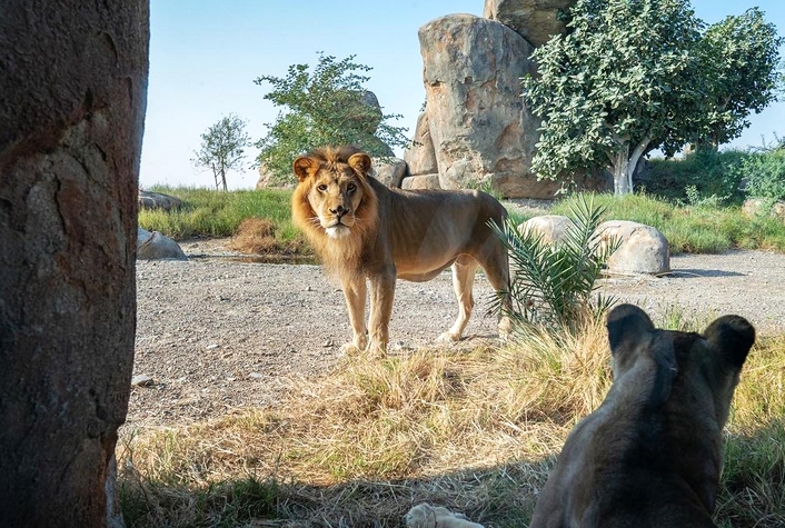 SHARJAH NOW OFFICIALLY HAS THE WORLD'S LARGEST SAFARI PARK OUTSIDE AFRICA