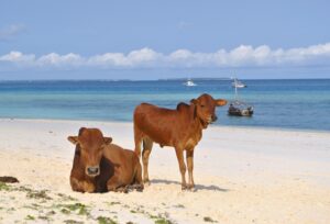 Zanzibar Association of Tourism Investors and EXIM in partnership