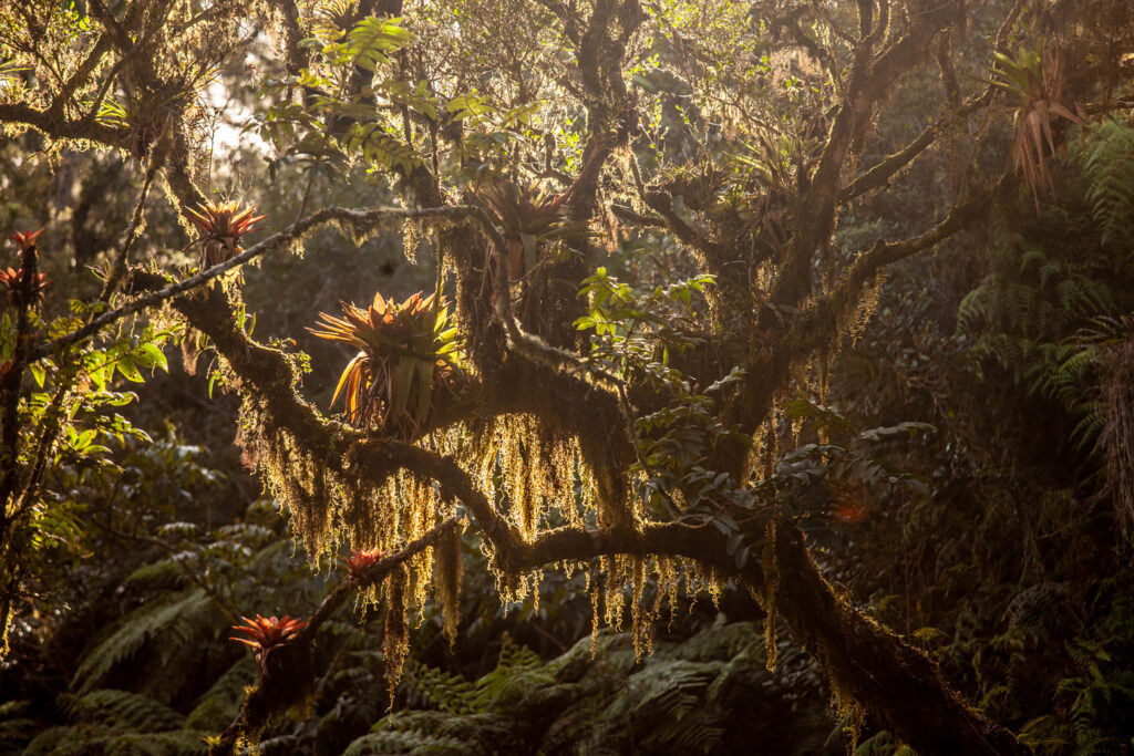 YSL BEAUTY LAUNCHES GLOBAL INITIATIVE TO HELP RESTORE AND PROTECT 100,000 HECTARES OF LAND FOR THE SAKE OF THE WORLD'S BIODIVERSITY