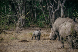 Mozambique Rhinos