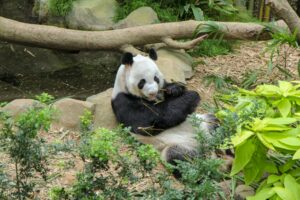luxury tourism market Singapore safari