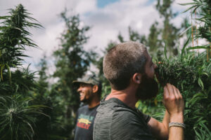 Cannabis related tourism Mendocino County, California