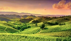UNWTO Global Conference Wine Tourism