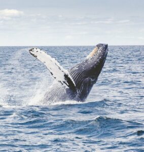 Whale watching at the Norway Arctic Circle