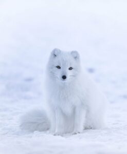 Wildlife Norway Arctic Circle
