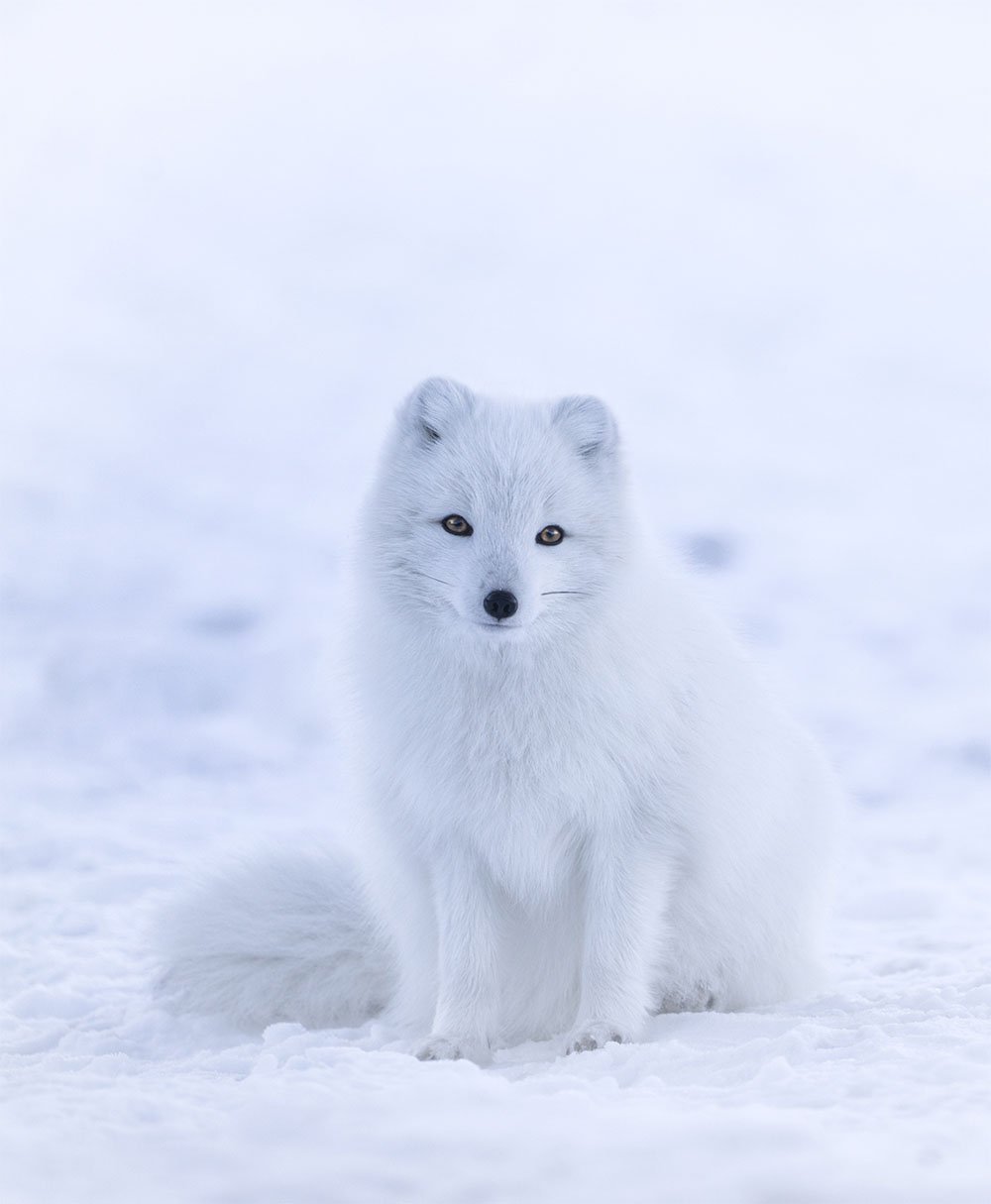 Wildlife Norway Arctic Circle