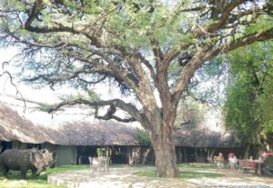 White rhinos Zimbabwe