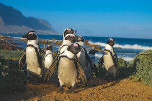 Betty's Bay South Africa