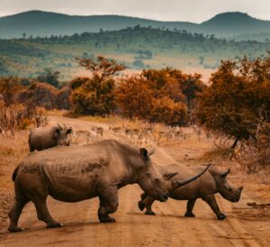 South Africa safari