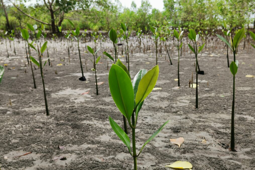 Click A Tree's smart reforestation projects target all 17 Sustainable Development Goals