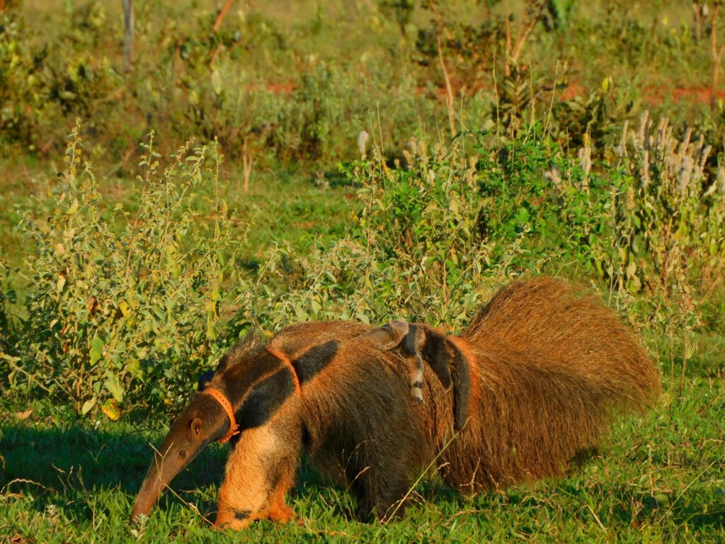 Disney Conservation Fund grants benefit communities and wildlife in 25 countries