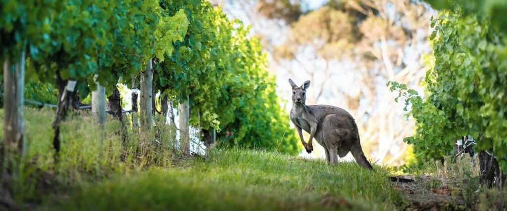 Wein, ein wichtiges Gut für den Tourismus in Südaustralien