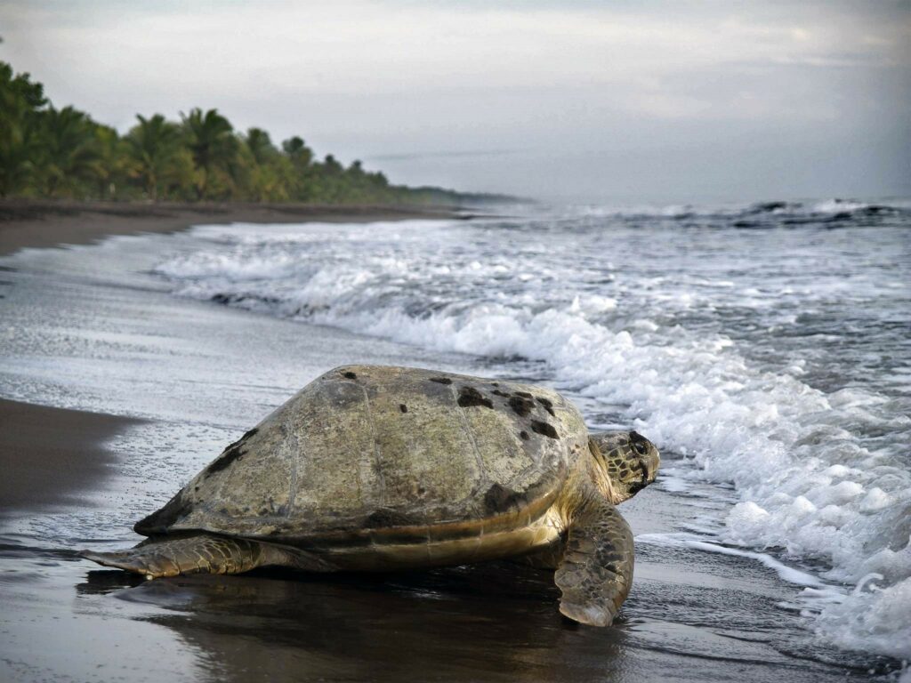 Tortuguero National Park