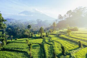 Bali quotas