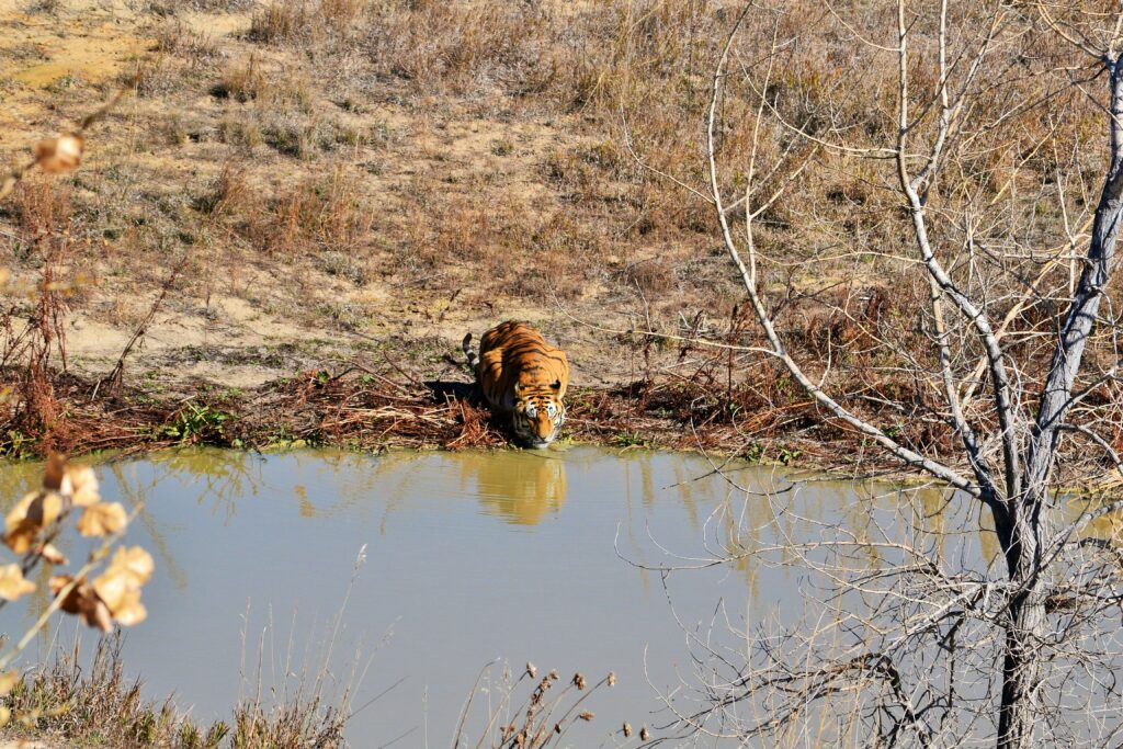 Keenesburg Wild Animal Sanctuary, Travel Lemming. Credit: Toni Scocchio