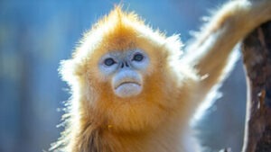 Golden snub-nosed monkeys are endemic to Shennongjia